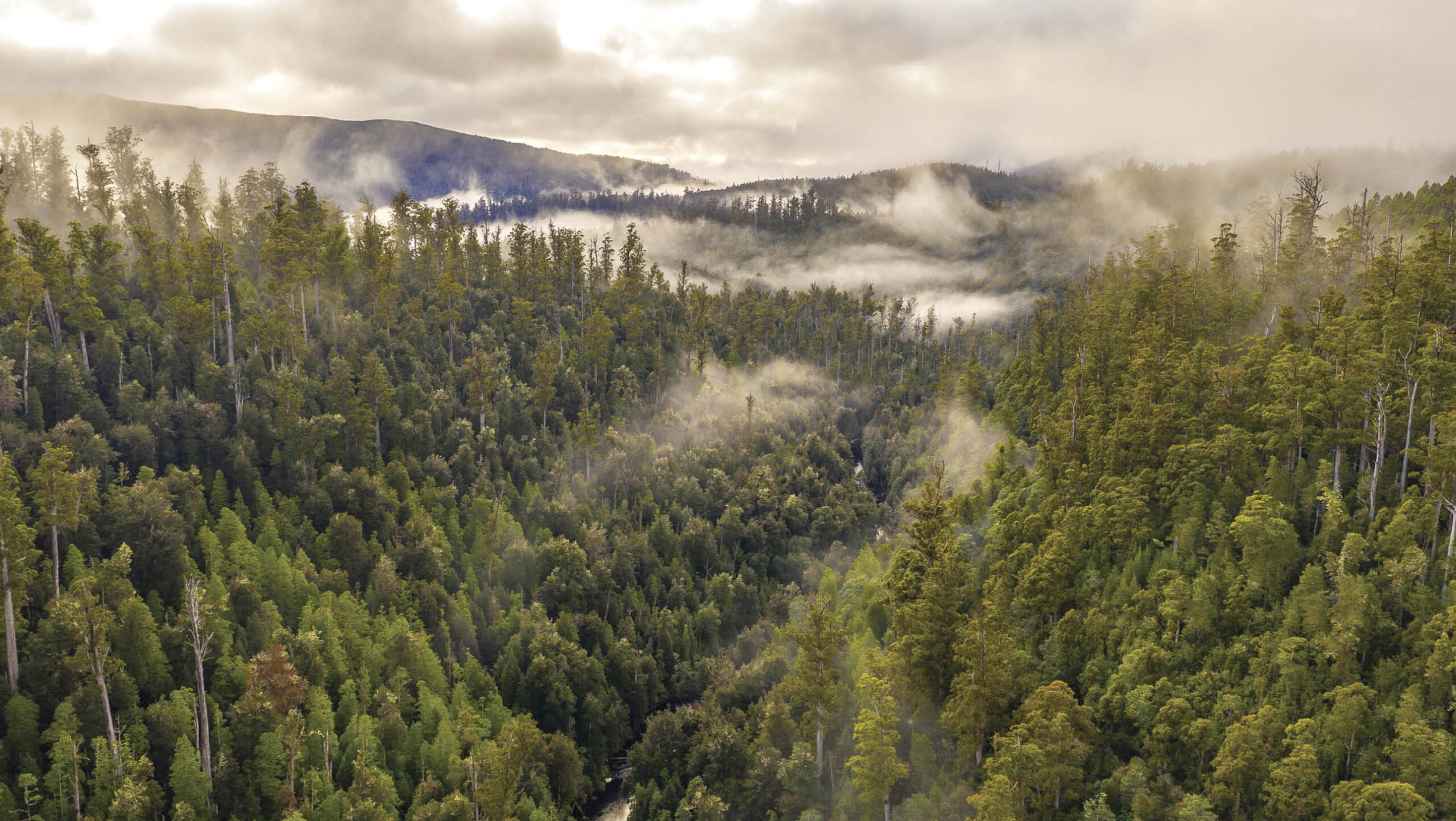 Native forests help with controlling carbon emissions.
